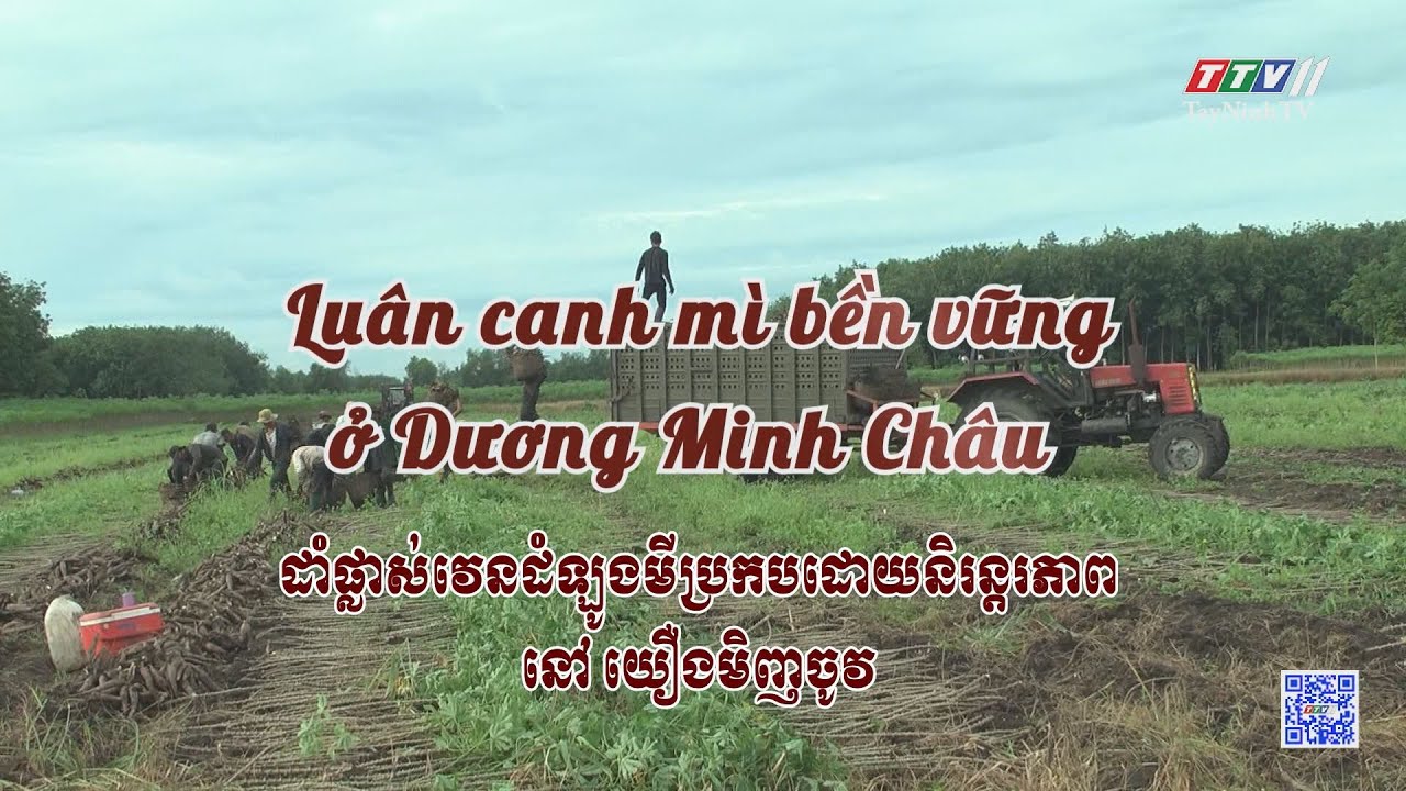 Luân canh mì bền vững ở Dương Minh Châu | NÔNG NGHỆP TÂY NINH | TayNinhTVToday